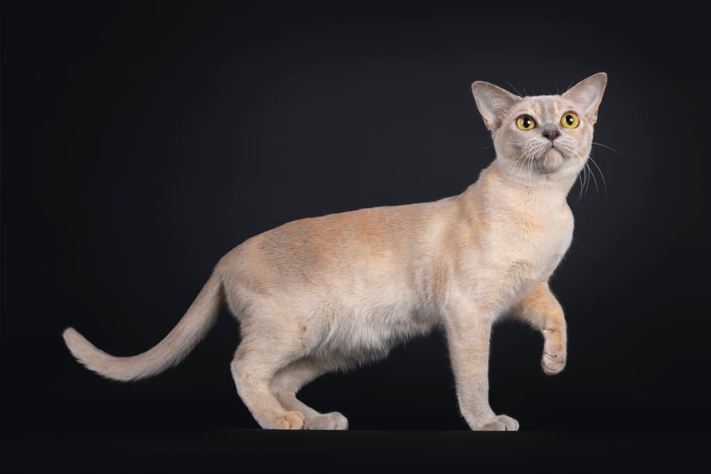 Болезни бурманских кошек можно профилактировать