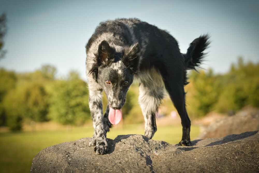 Рацион муди должен быть сбалансированным