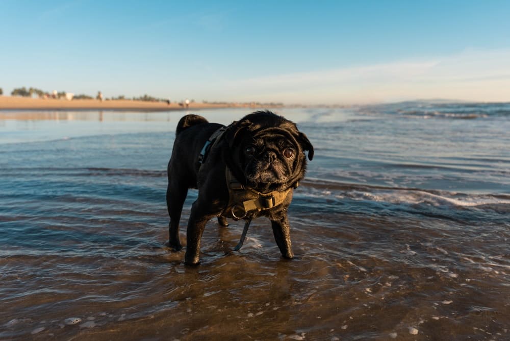 Болезни влияют на то, сколько живет мопс