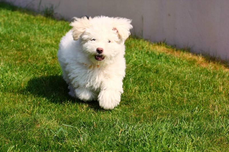 Разновидности болонок: итальянская