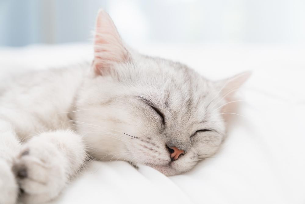 Как правильно выбирать имя для шотландской кошки-девочки?