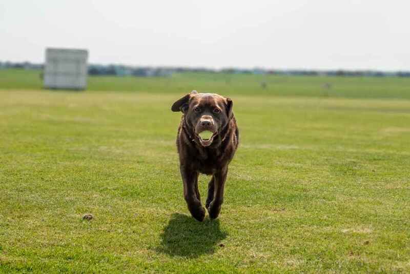 Вес лабрадора-ретривера может быть чрезмерным