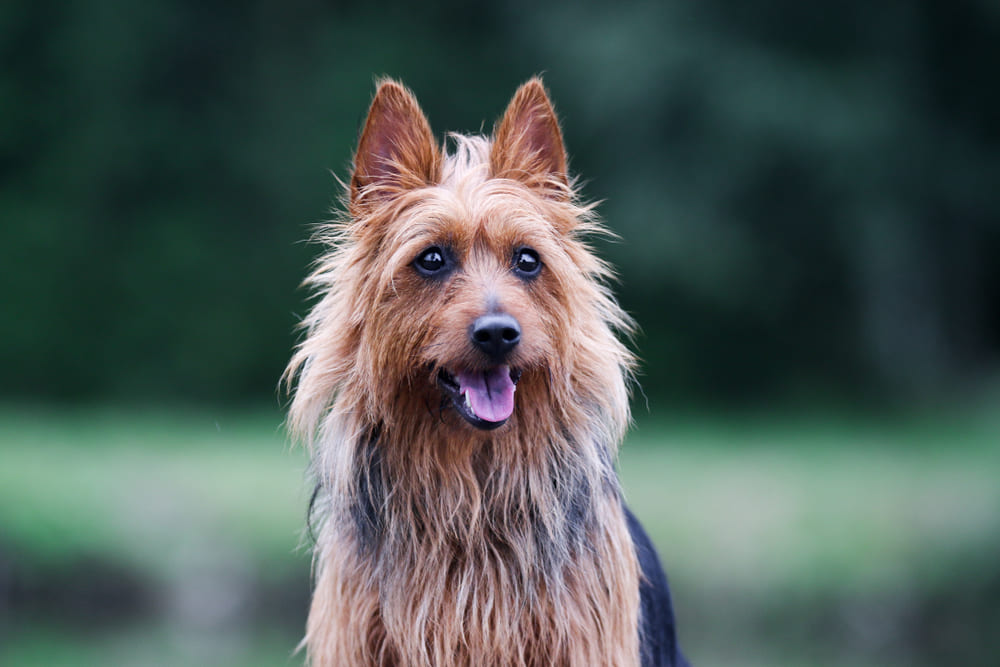Уши австралийского терьера нужно чистить регулярно
