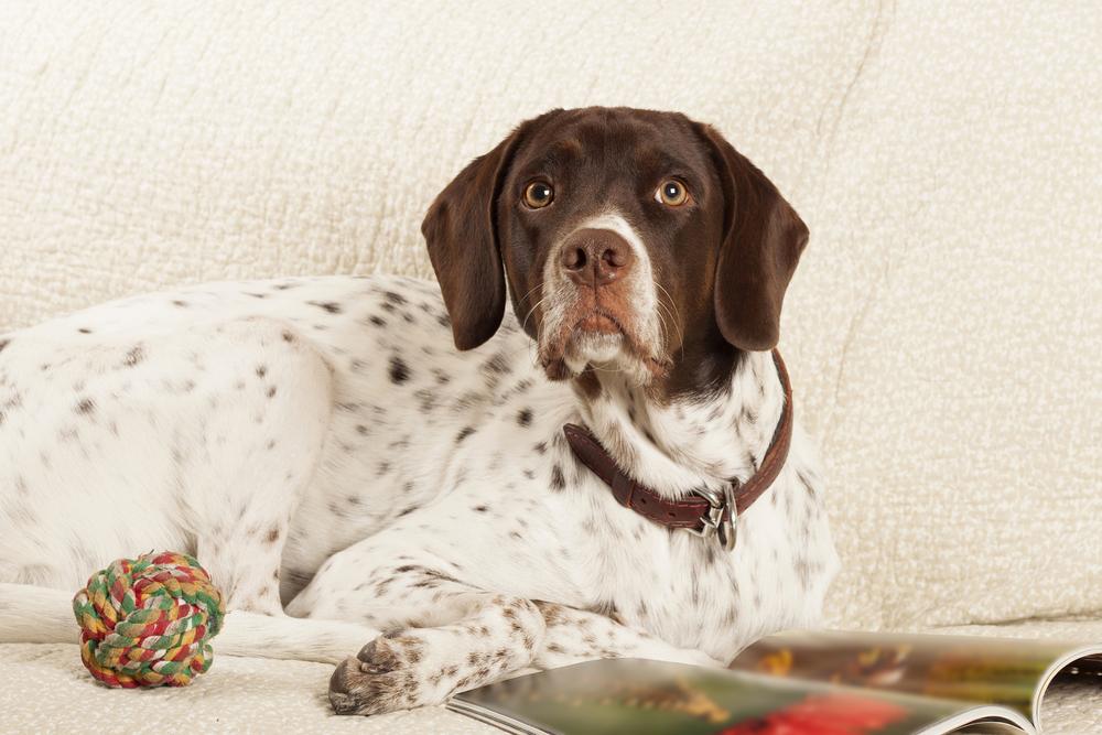 крупные английские породы собак: английский пойнтер.jpg крупные английские породы собак: английский пойнтер.jpg