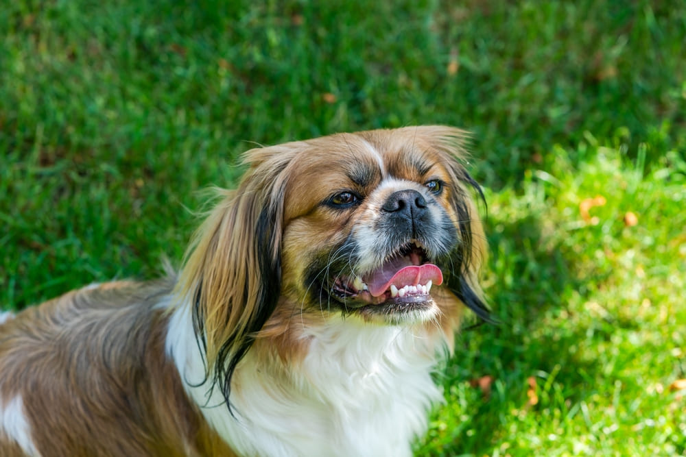 Пекинесы нуждаются в обработках от паразитов