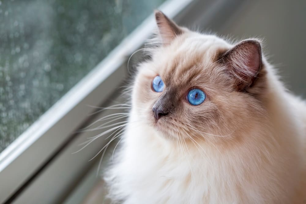 Рэгдолл набирает вес до определенного возраста