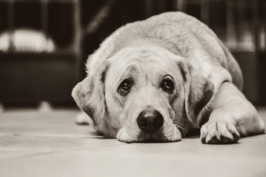 Как понять, что у собаки болят суставы? 