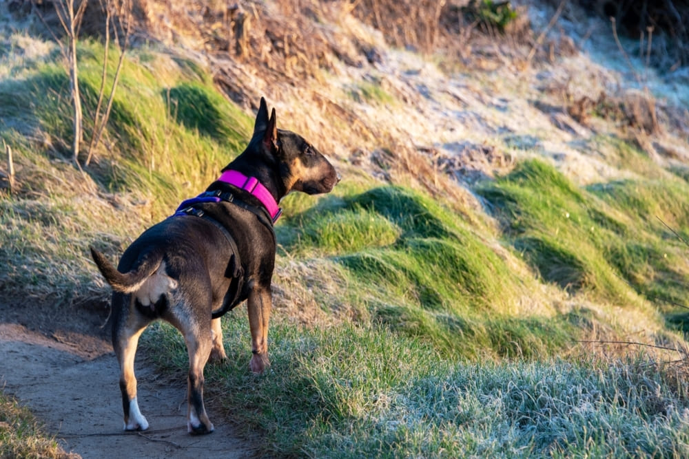 Питание бультерьера должно быть сбалансированным
