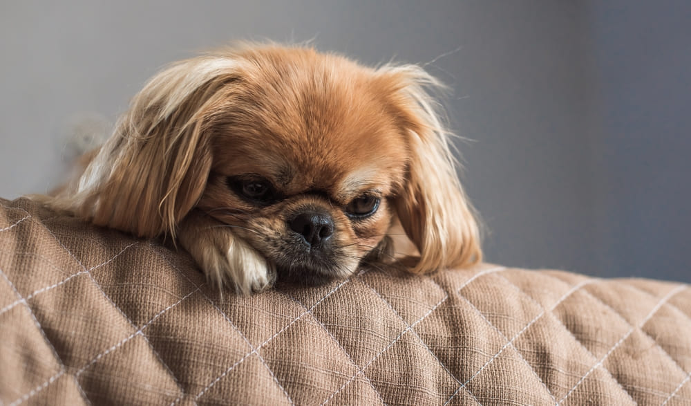 Приобретать пекинеса нужно у ответственного заводчика