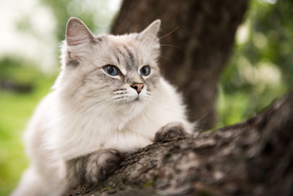 Владельцу важно знать, сколько живут невские маскарадные кошки