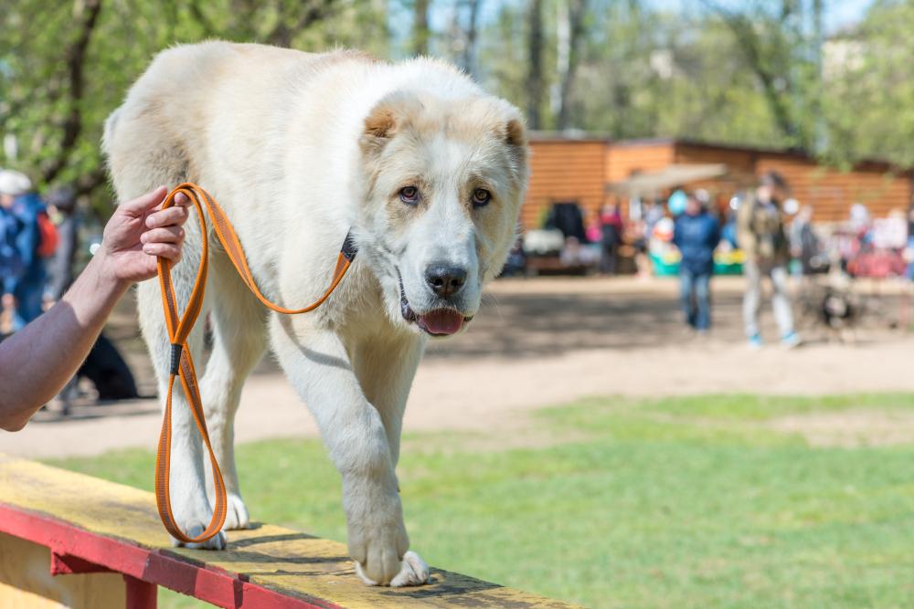 Можно ли среднеазиатской овчарке заниматься спортом Можно ли среднеазиатской овчарке заниматься спортом