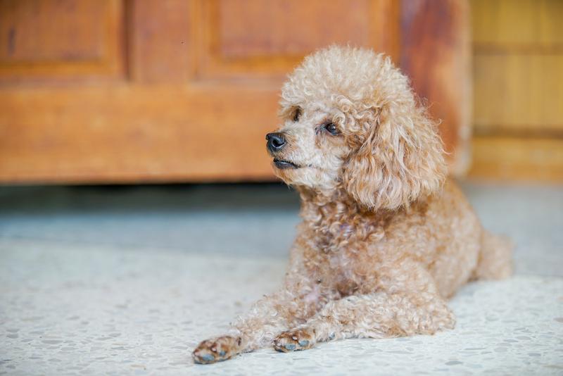 Что делать, чтобы исключить аллергию на пуделя?