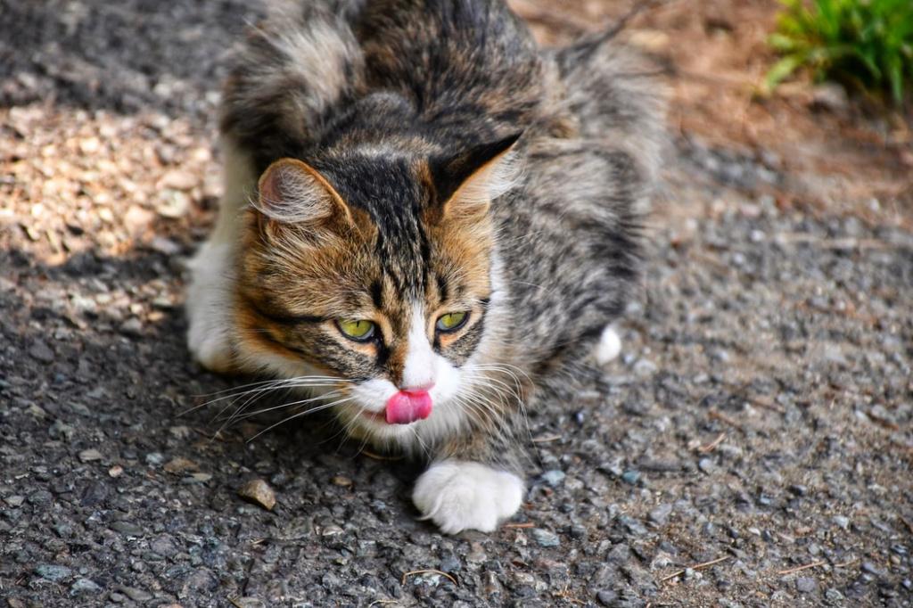 Симптомы стоматита у кошек