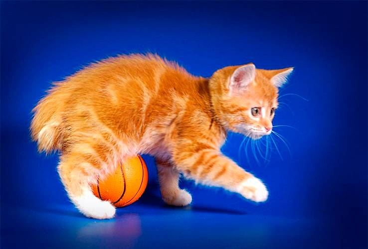 Советы по выбору котенка карельского бобтейла