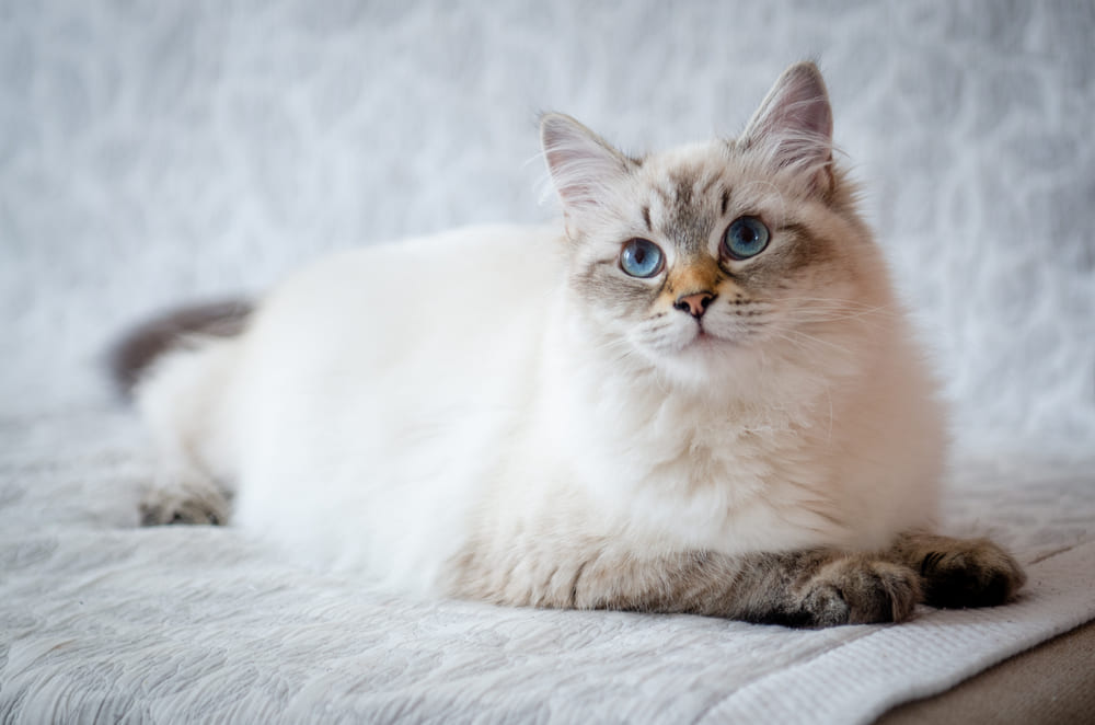 Неправильное кормление негативно влияет на то, сколько может прожить невская маскарадная кошка