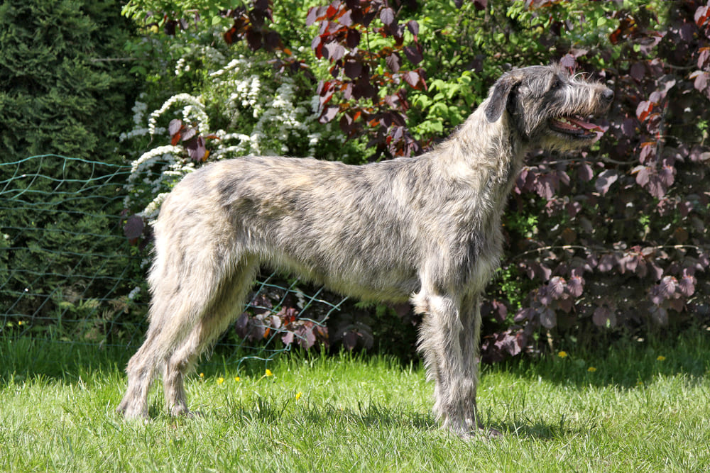 Профилактика влияет на то, сколько живут ирландские волкодавы