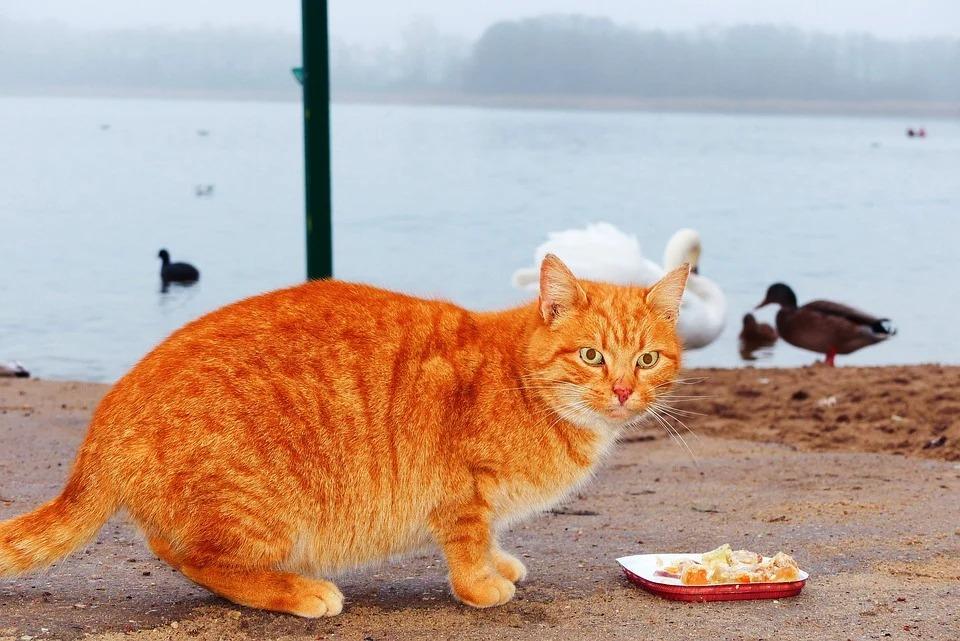 почему у кошки плохой аппетит