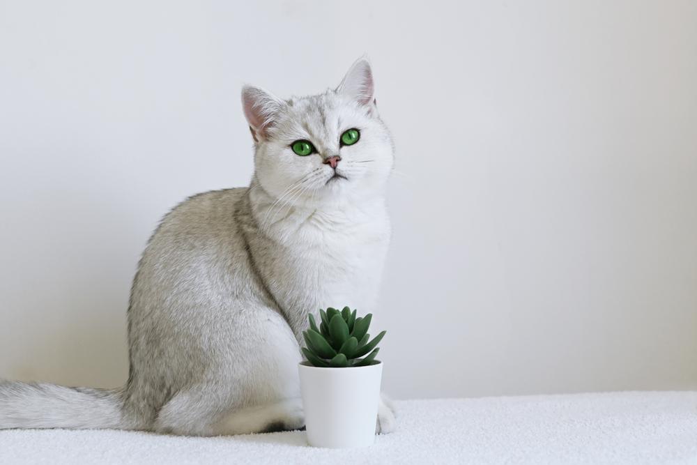 Самые необычные окрасы кошек с рисунком: шиншилла Самые необычные окрасы кошек с рисунком: шиншилла