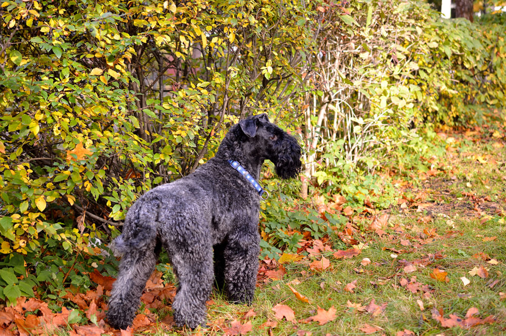 Так выглядит керри-блю-терьер