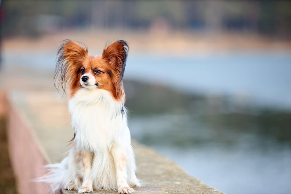 Вязать спаниеля нужно во время течки