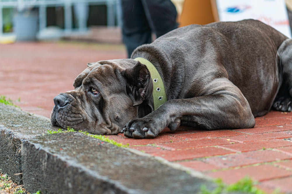 Владельцу важно знать, когда начинается течка у кане-корсо