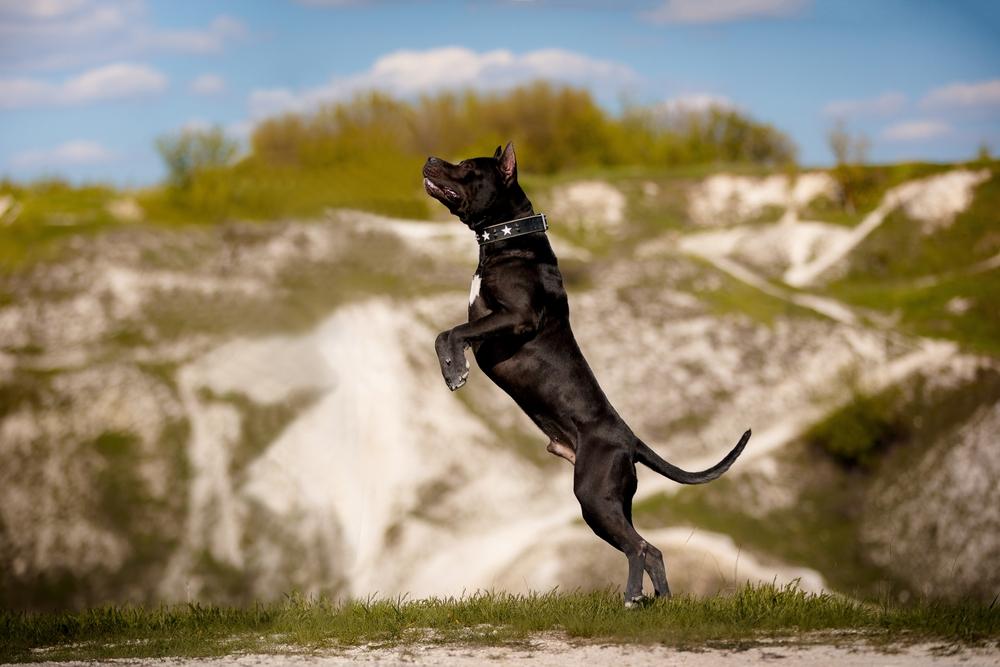 Дрессировка черного питбуля