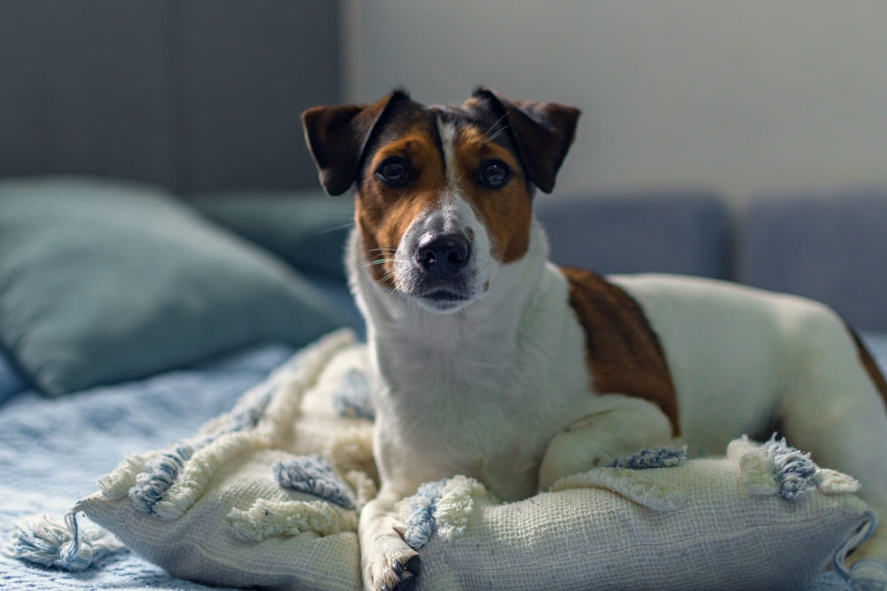 Течка у джек-рассел-терьера может сопровождаться некоторыми проблемами