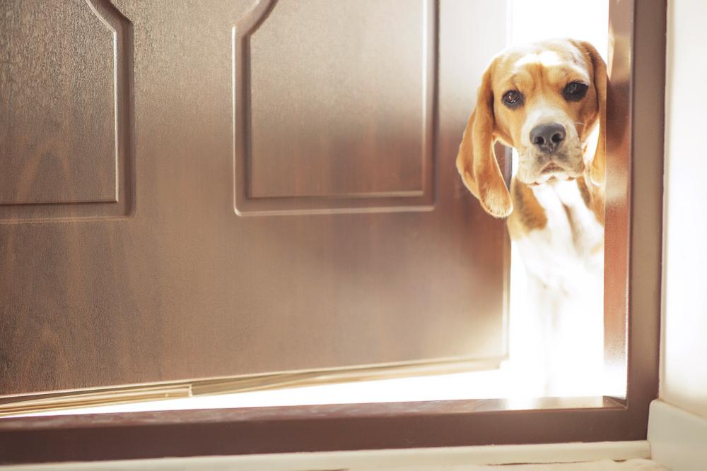 Каким трюкам можно научить собаку: открывать и закрывать дверь