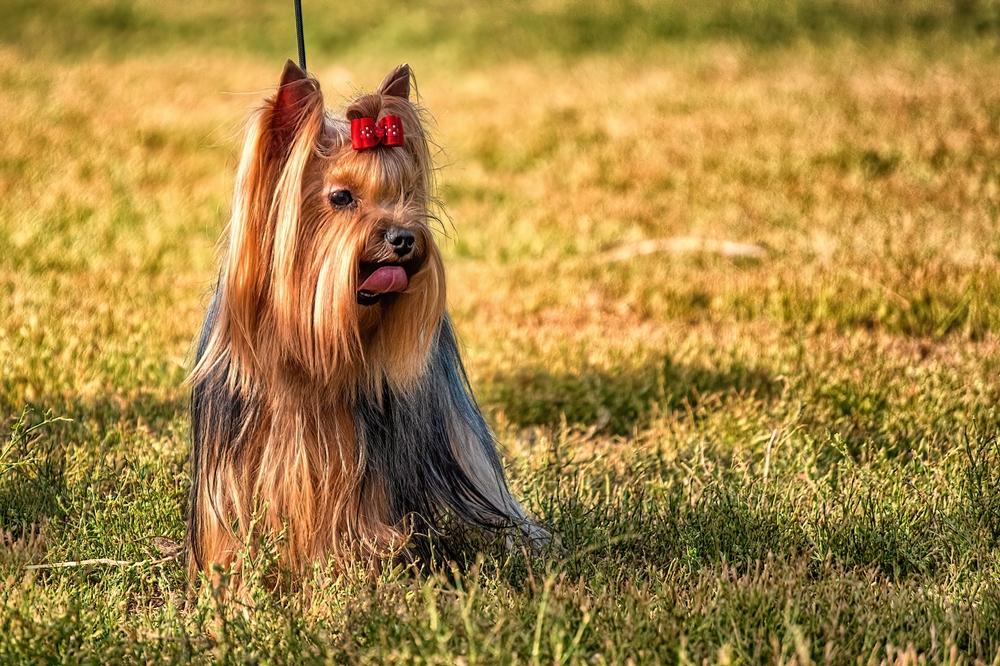 Поведение йоркширского терьера на прогулке Поведение йоркширского терьера на прогулке