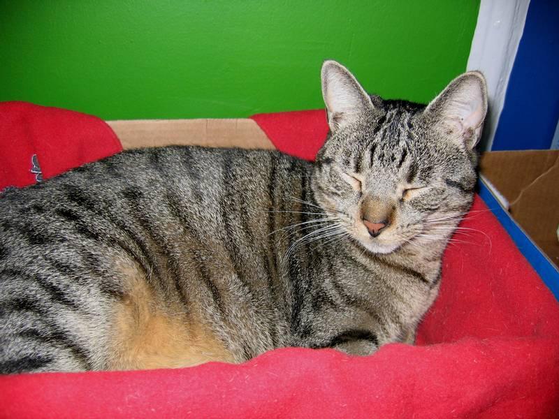 Породы кошек с редким окрасом: калифорнийская сияющая