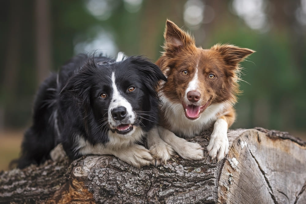 Приобретать бордер-колли нужно у проверенного заводчика