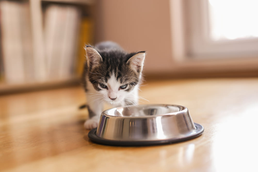 Если кошка съест авокадо, можно наблюдать у нее диарею и обезвоживание