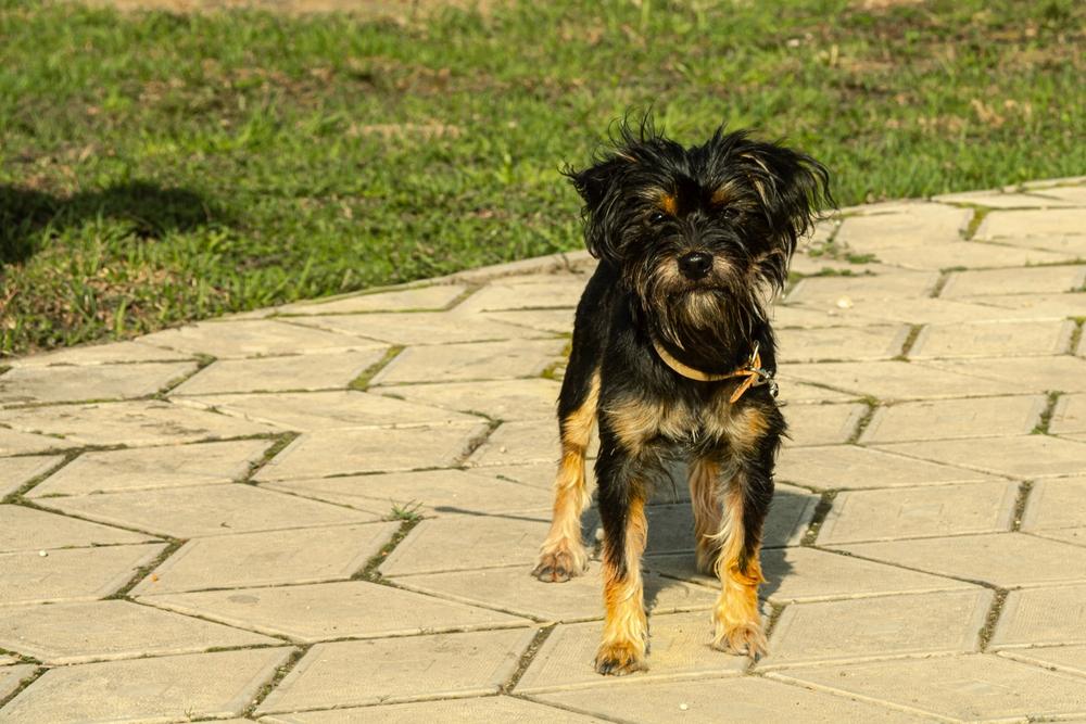 Как кормить черного йоркширского терьера?