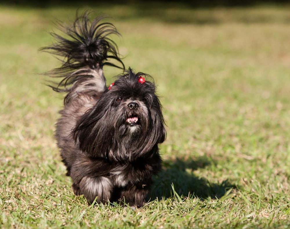 правила выгула лхаса апсо