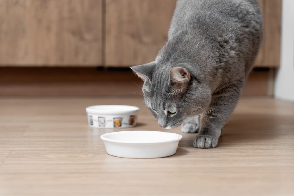 Лучше спросить у диетолога, можно ли кошкам оливки