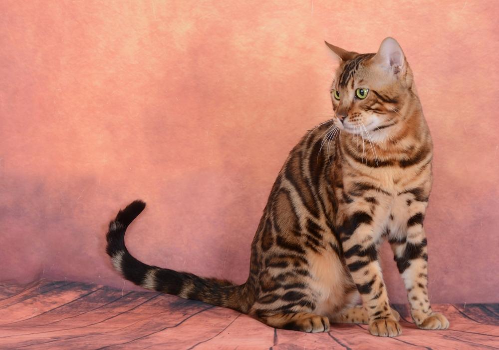 Гладкошерстные породы кошек: бенгальская Гладкошерстные породы кошек: бенгальская