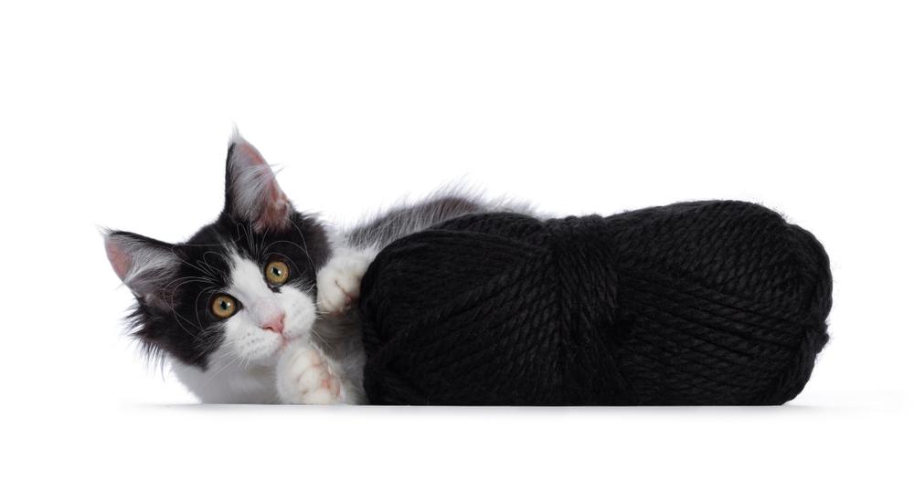 Виды мейн-кунов по окрасам: окрас с белым арлекин Виды мейн-кунов по окрасам: окрас с белым арлекин