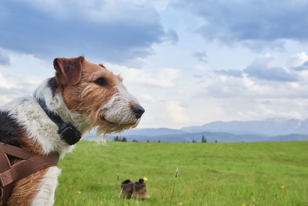 Важно следить, сколько весит фокстерьер