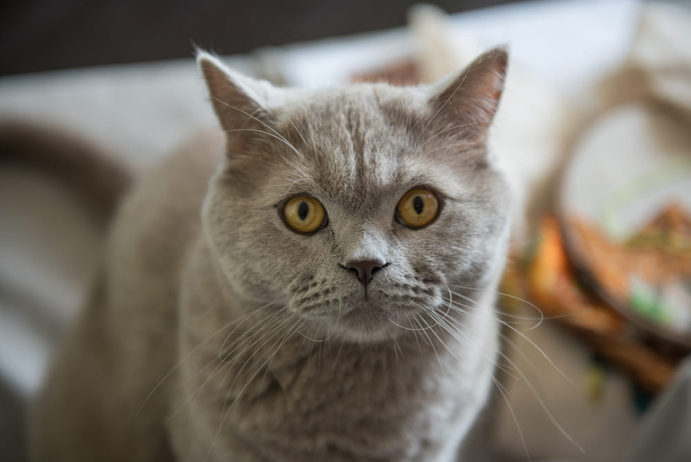 Важно знать, можно ли кошкам майонез