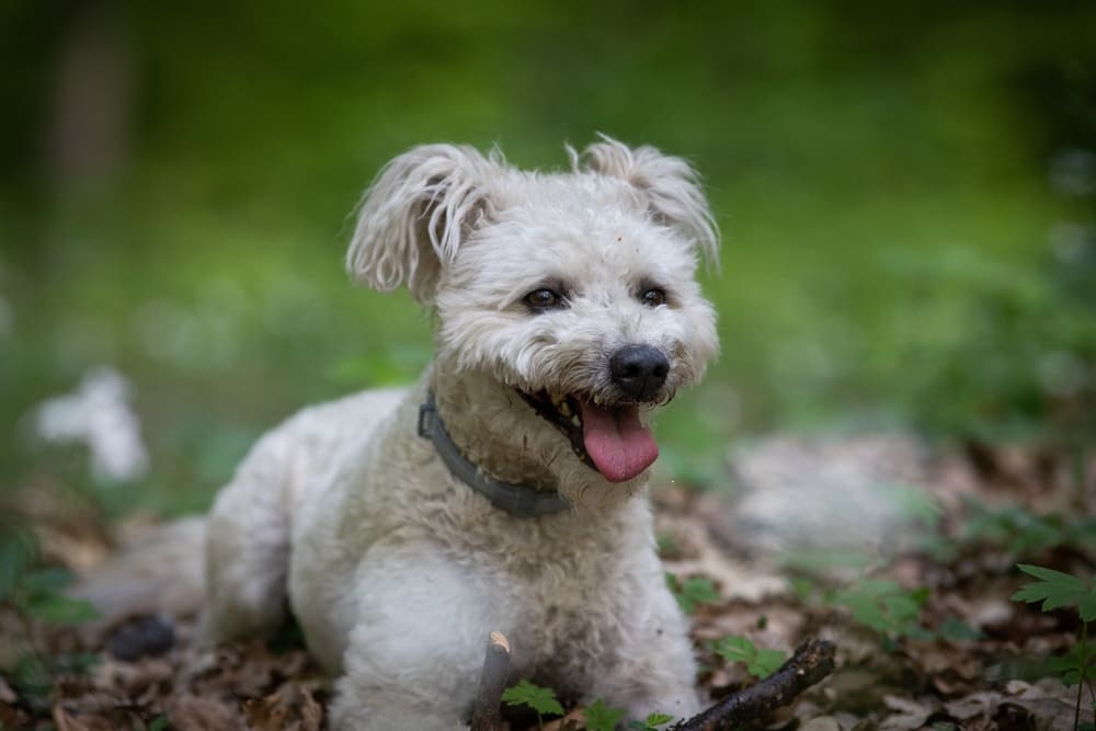 Пуми нуждается в дрессировке