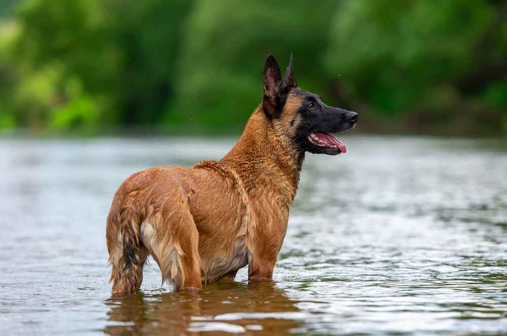 Питание влияет на то, сколько проживет бельгийская овчарка