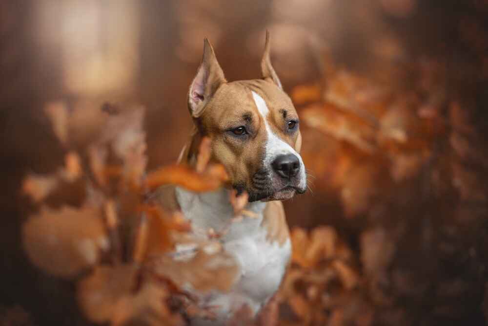 Питание может влиять на то, сколько проживет американский стаффордширский терьер