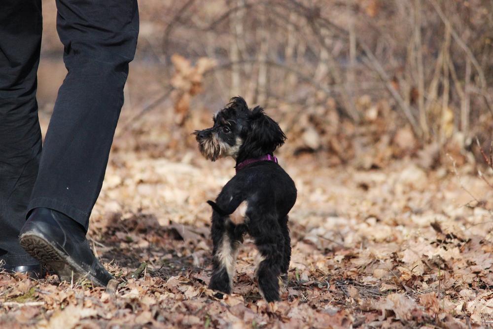 что нужно знать о петербургской орхидее