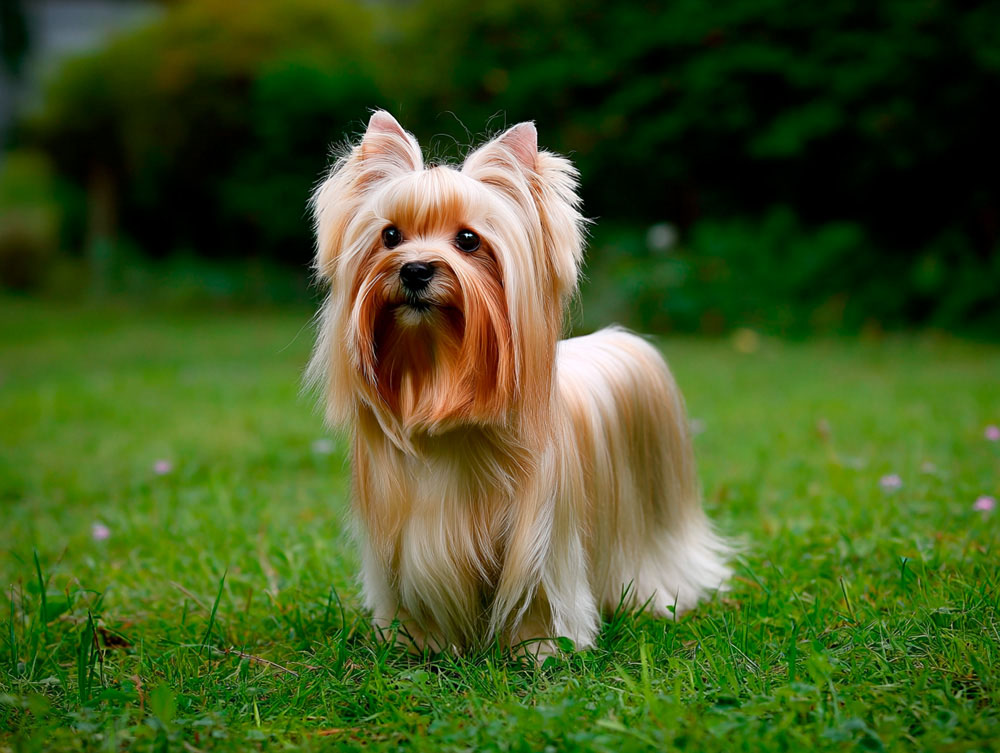 Русская салонная собака отличается умом