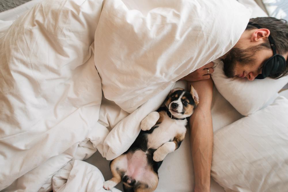 Можно ли собаке спать с хозяином в одной постели?