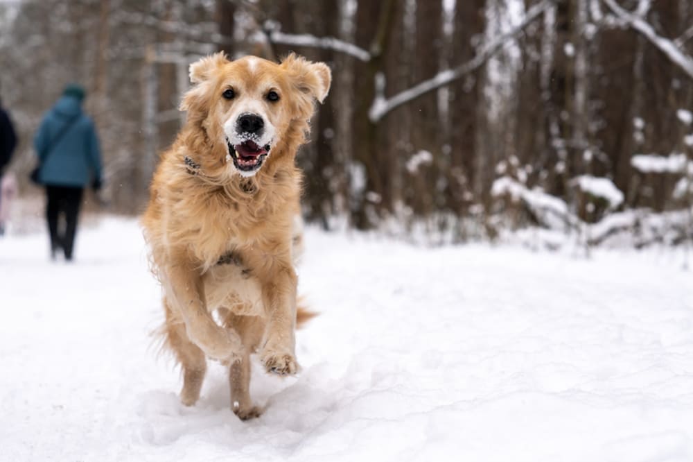 Retriever