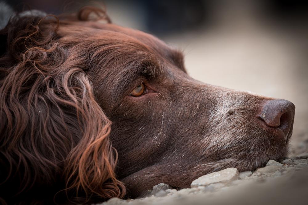 Возможные заболевания немецкого вахтельхунда 