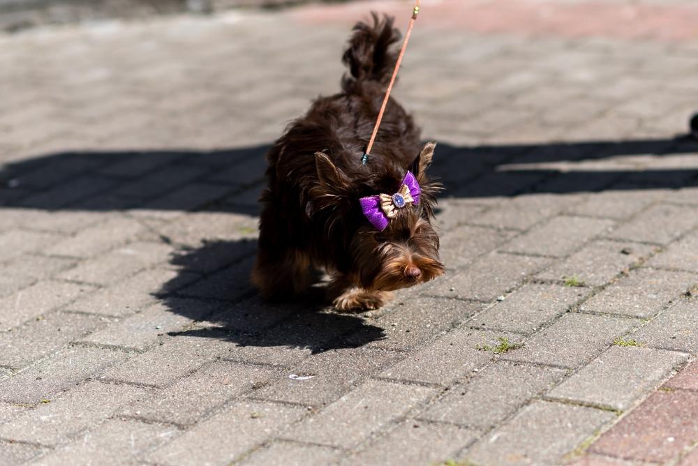 Выгул и активность биро-йоркширского терьера 