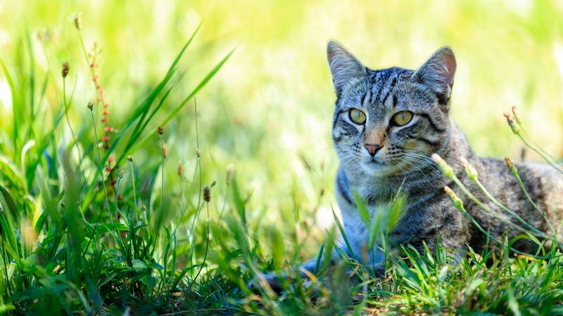 Породы кошек, которые разводят в Германии: европейская короткошерстная