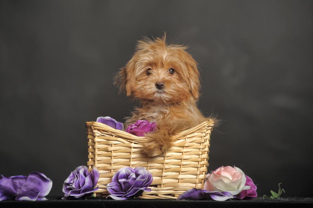 Уход за петербургской орхидеей 